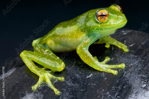 Photo: Golden-eyed Tree Frog / Boophis albipunctatus Golden-eyed Tree Frog / Boophis albipunctatus