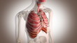 internal organs in action perspective view with motion