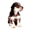 Puppies