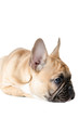 Französische Bulldogge vor weiß