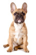 Französische Bulldogge vor weiß