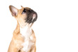 Französische Bulldogge vor weiß