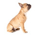 Französische Bulldogge vor weiß