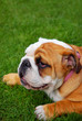 cute english bulldog puppy