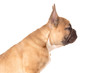 Französische Bulldogge vor weiß