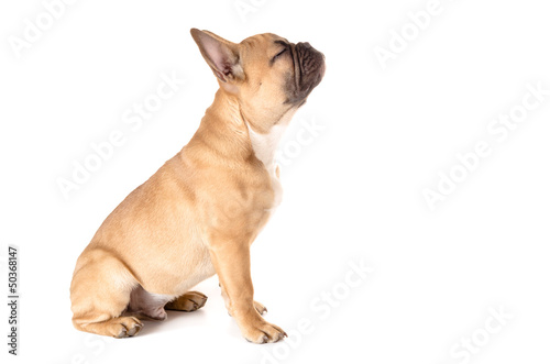 Photo: Französische Bulldogge vor weiß Französische Bulldogge vor weiß