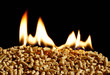 burning Wood chip biomass fuel a renewable alternative source of