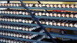 Eggs in a tray