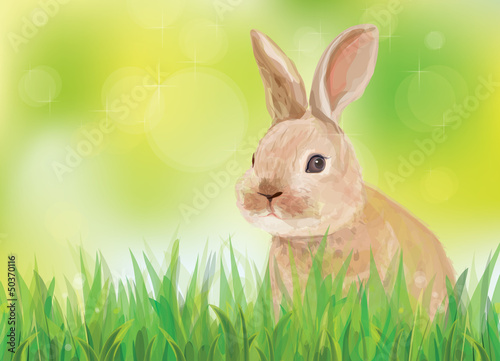 Vector: Vector of spring background with rabbit in green grass. Vector of spring background with rabbit in green grass.