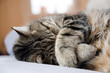 Katze am Schlafen