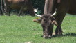 Video: Close up of a cow grazing Close up of a cow grazing