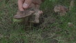 Video: Picking mushrooms in the forest Picking mushrooms in the forest