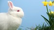 White bunny rabbit with easter eggs stuck in bunch of daffodils