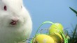 White bunny rabbit sniffing a basket of easter eggs in the grass