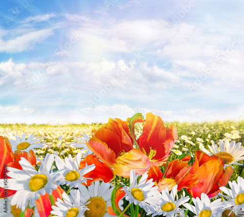 Photo: Springtime: field of daisy flowers with blue sky and sun Springtime: field of daisy flowers with blue sky and sun