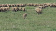 Video: Flock of sheep graze on green field Flock of sheep graze on green field
