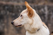 Schäferhund Porträt