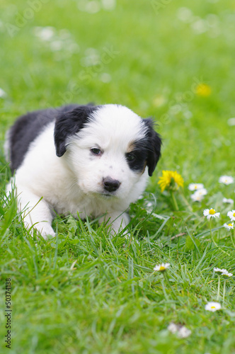 Photo: Puppies Puppies