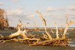 Much Driftwood