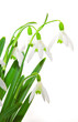 Foto: Snowdrop flower isolated. Snowdrop flower isolated.