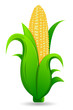 Vector: Fresh Corn Fresh Corn