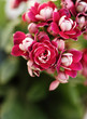 Kalanchoe flower blossoms