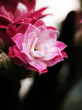 Kalanchoe flower blossoms