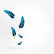 blaue feder