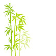 Bamboo Green Colors