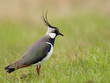 Northern Lapwing; Kiebitz; Vanellus-vanellus