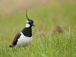Northern Lapwing; Kiebitz; Vanellus-vanellus