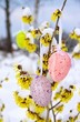 canvas print picture - Osterstrauch Hamamelis - hamamelis shrub in easter time 11