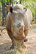 White rhino