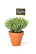 Thym