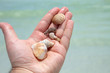 Hand Holding Seashells