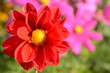 Blumen 232