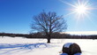 Time lapse shoot of winter lonely tree and moving sun