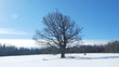 Time lapse shoot of winter lonely tree and moving sun