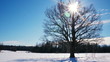 Video: Time lapse shoot of winter lonely tree and moving sun Time lapse shoot of winter lonely tree and moving sun