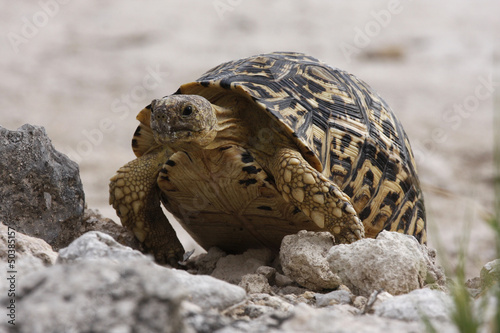 Photo: Testuggine - Tartaruga Testuggine - Tartaruga