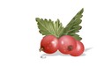 Rote Johannisbeere