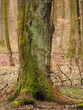 Baumstamm mit Moosbelag
