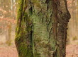 Baumstamm mit Moosbelag