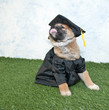 Graduating Puppy