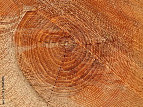 Photo: Jahresringe eines Baumes Jahresringe eines Baumes