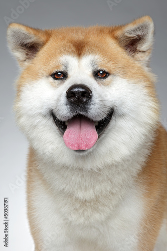 Photo: Happy Akta inu dog Happy Akta inu dog