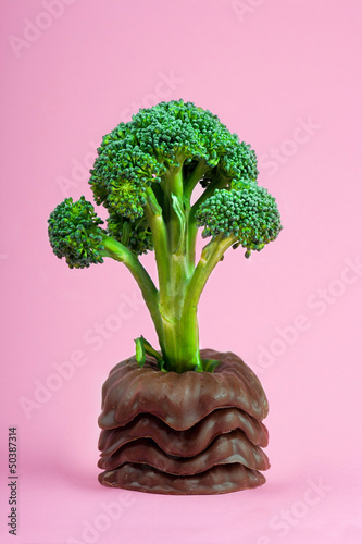 Photo: Broccoli raises from the chocolate Broccoli raises from the chocolate