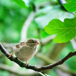 sparrow on a tree branch
