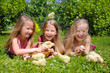 Group of little girls with chicks