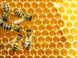 Photo: Close up view of the working bees on honey cells Close up view of the working bees on honey cells